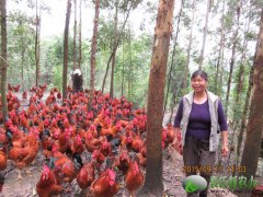 袁氏新农人 鸡群都是纯生态野养 各个活跃健康